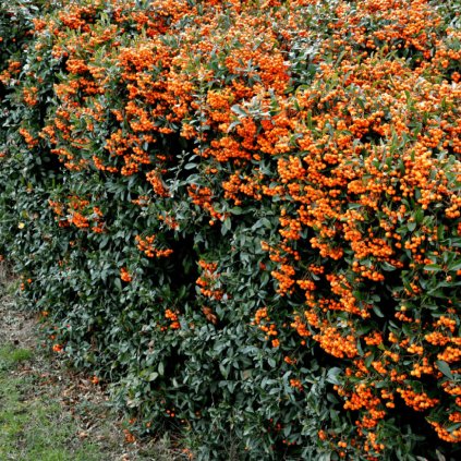 Pyracantha coccinea Orange Glow