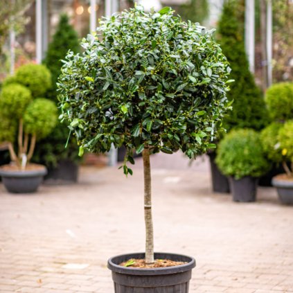 lex x ‘Nellie R. Stevens’