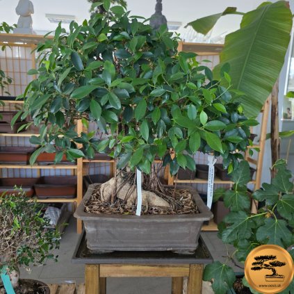 Figovník maloplodý Bonsaj, v okrasnom kvetináči | EXKLUZIVITA  Ficus microcarpa