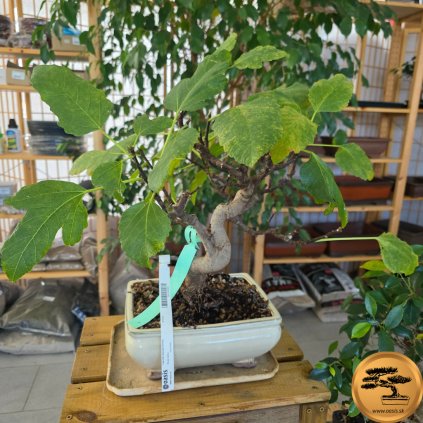 Figovník obyčajný Bonsaj  Ficus carica