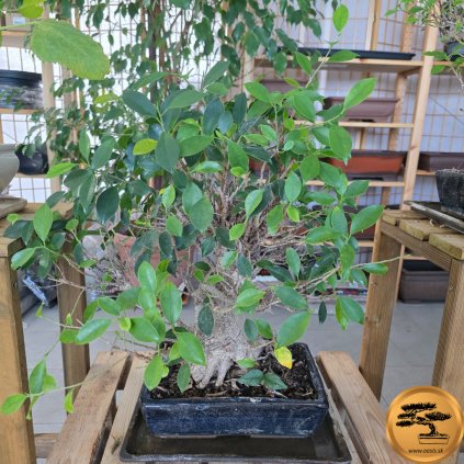 Figovník maloplodý Bonsaj, v okrasnom kvetináči | EXKLUZIVITA  Ficus microcarpa