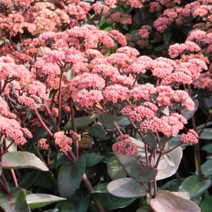 sedum jose aubergine hemelsleutel vetkruid hires1x1