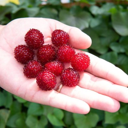 Rubus RASPBERRY TOWER, Hara rasp'