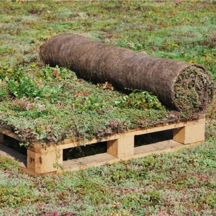 Rozchodníkový koberec 0,5x2m