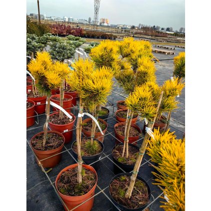 Pinus Mugo Borovica CARSTEN S WINTERGOLD ockovana na kmeni