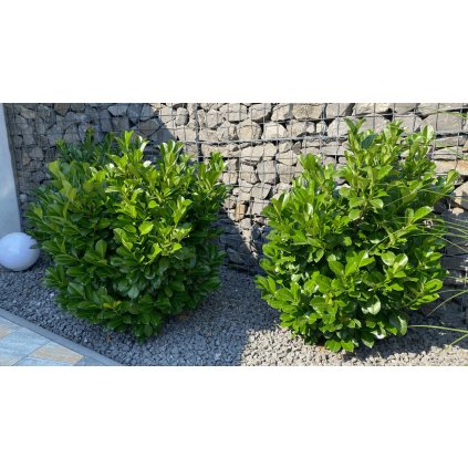 Vavrínovec lekársky Caucasica, výška 30/50 cm, v črepníku 2l  Prunus lauroc. Caucasica