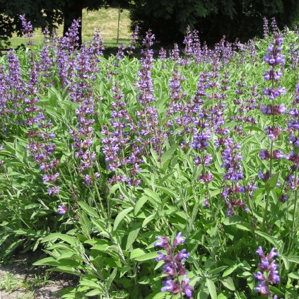 Nepeta 'Purrsian Blue' (1)