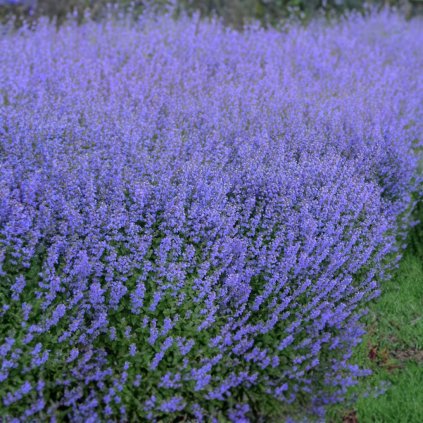 Nepeta 'Purrsian Blue'