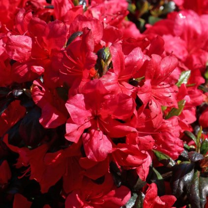 Azalka japonská Juliette