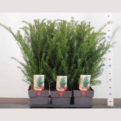 taxus