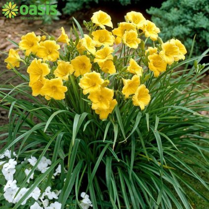 Hemerocalis Stella de Oro