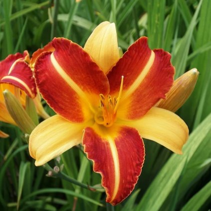 Hemerocalis Frans Hals