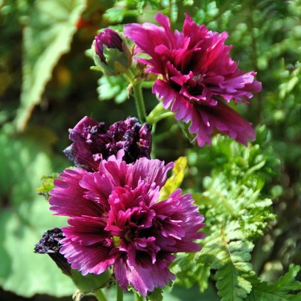 alcea queeny purple double flower garden mgarr blooming 1