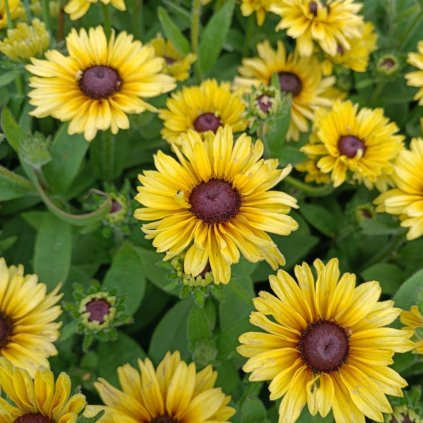 Rudbeckia Flamenco Vanilla