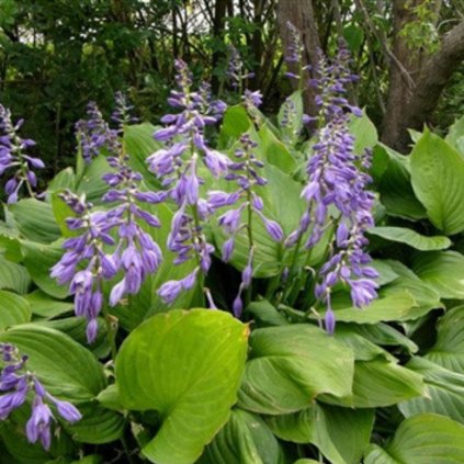 hosta