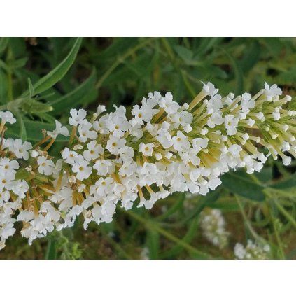 Budleja dav. White Profusion, v črepníku 2l