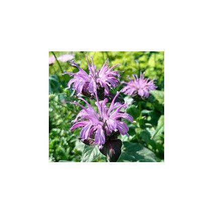 Monarda Sugar Buzz Blue Moon, v črepníku 1,5l