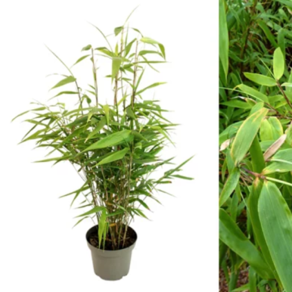 Bambus Formidable, v črepníku 3l