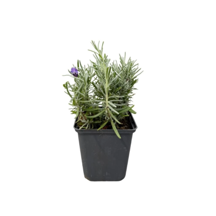 Levanduľa úzkolistá 6-pack