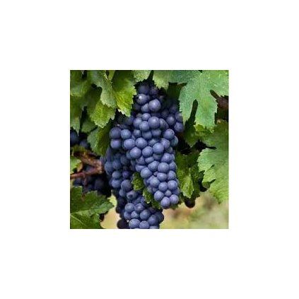 Vinič modrý Boskoop Glory, v črepníku P15