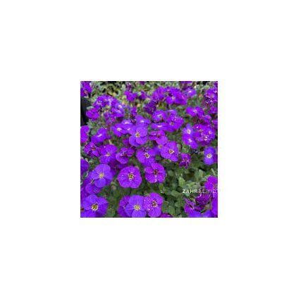 Tarička Cascade Blue, v črepníku K9