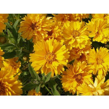 9778 coreopsis grandiflora early sunrise 1