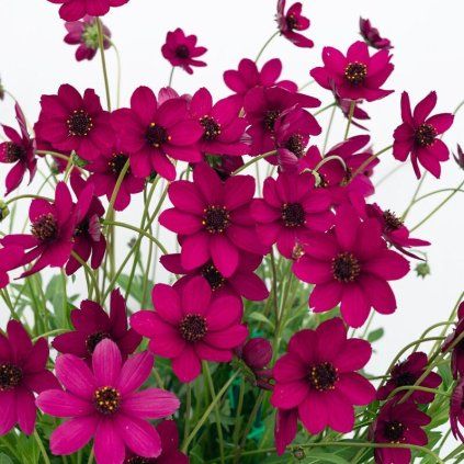 Krasulka CHERRY CHOCOLATE kv3 e1745248466347