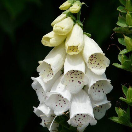 3252611 digitalis alba 01