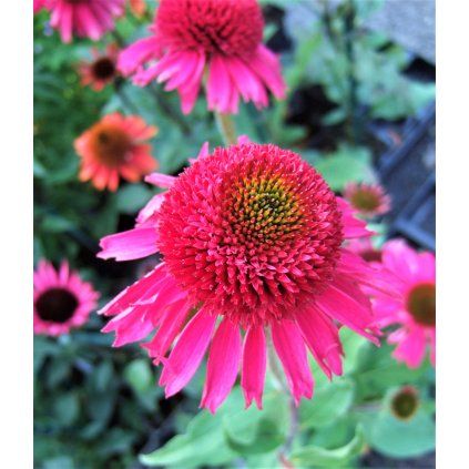 Echinacea Delicious Candy WEB