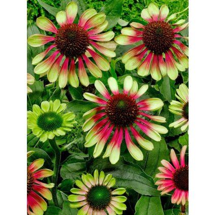 Echinacea Green Twister 1 5