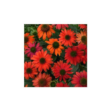 Echinacea Hot Summer k9 cervena