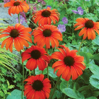 Echinacea Tangerine Dream 1