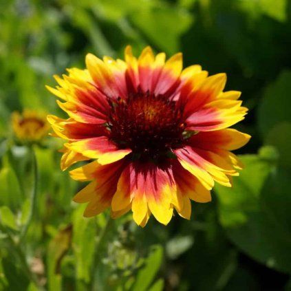 gaillardia aristata kobold large