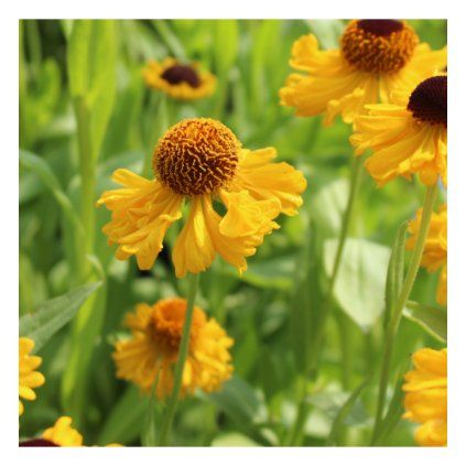 helenium the bishop lc 918x1000