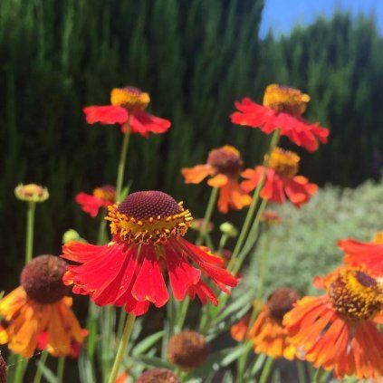 helenium moerheim beauty 1024x1024