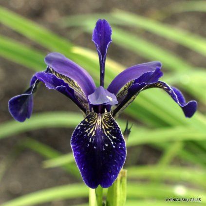 Iris chrysographes Black Knight 1