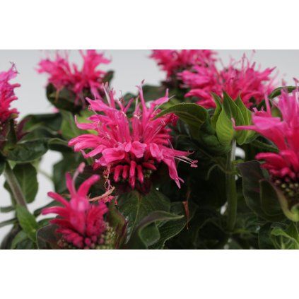 Monarda Cranberry Lace ALKE scaled