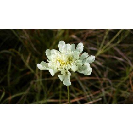 Hlaváč, v črepníku k9