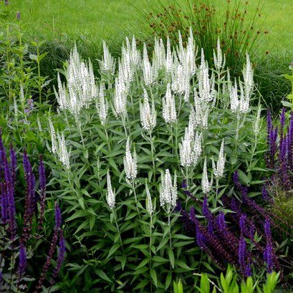 3222681 veronica alba 02