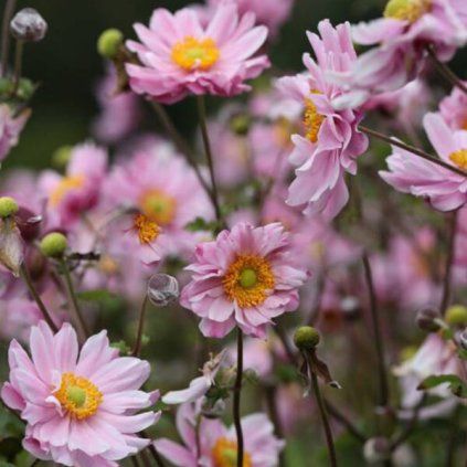 6253988 anemone whirlwind pink 03