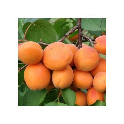 marhula madarska myrobalan c29