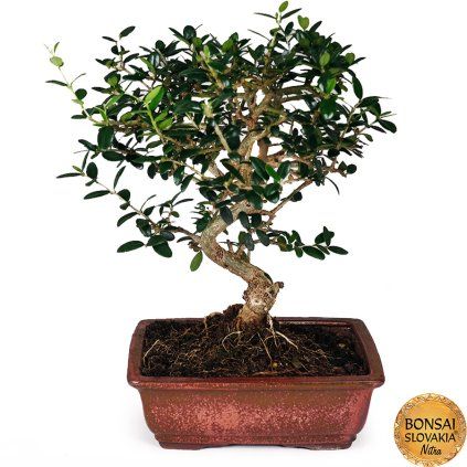 oliva sylvestris 22
