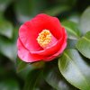 Kamelia japonska mix 60/80 5l/3l  Camellia japonica