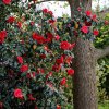 Kamelia japonska mix 60/80 5l/3l  Camellia japonica
