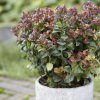 Leukote Curley Red 20/25cm, 2l  Leucothoe axillaris CURLY RED