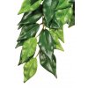 Ficus silk medium rastlina do terária Hagen Exo terra