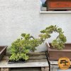Bonsaj č. 1-5 Borievka poliehavá ´NANA´ 65cm  Bonsai