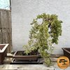 Bonsaj č. 1-5 Borievka poliehavá ´NANA´ 65cm  Bonsai