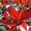 Fotínia (červienka) Red Robin, 1/2kmeň, v črepníku 15l  Photinia fraseri Red Robin
