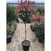 Photinia ‘Red Robin’